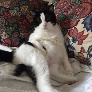 Meet your Posher, Lailee